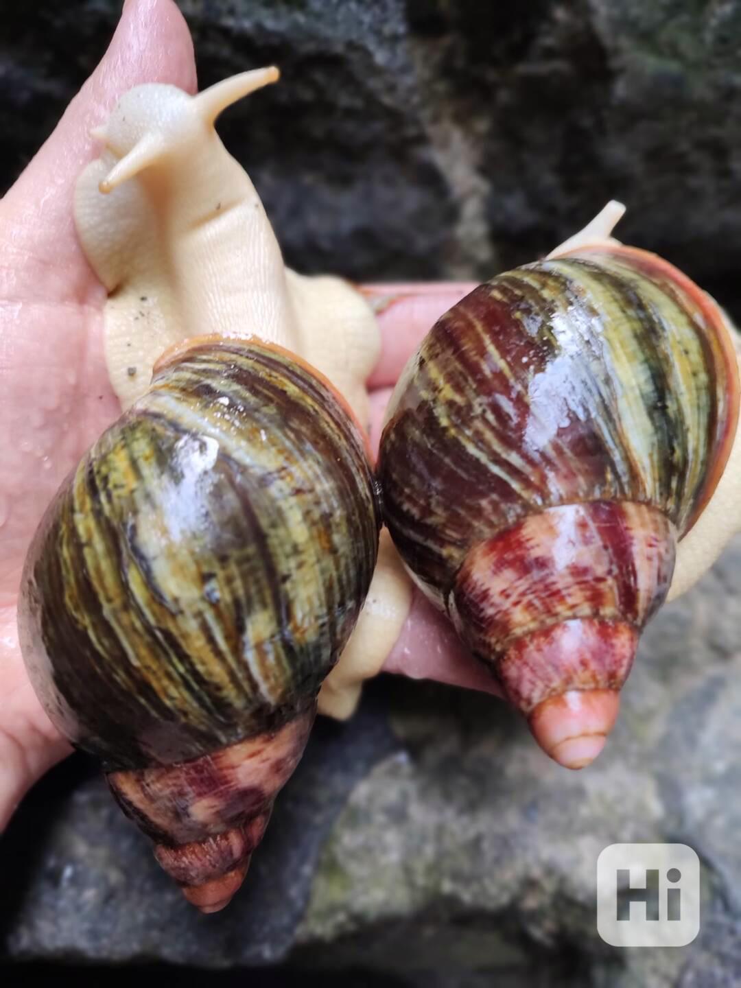 Archachatina rhohodostoma Benin albino body  a jiné šneky - foto 1