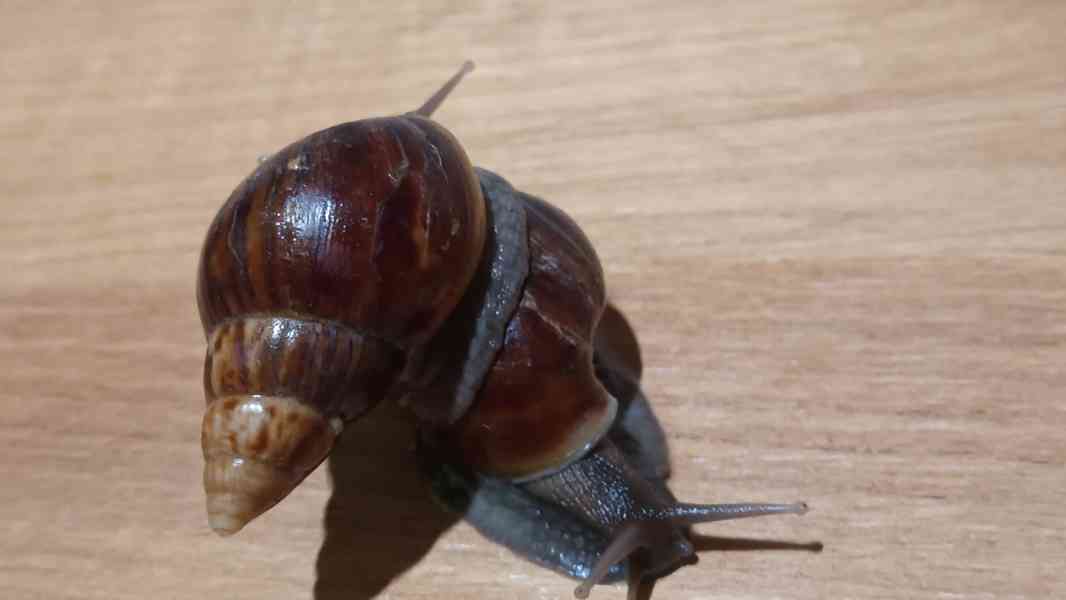 Archachatina rhohodostoma Benin albino body  a jiné šneky - foto 6