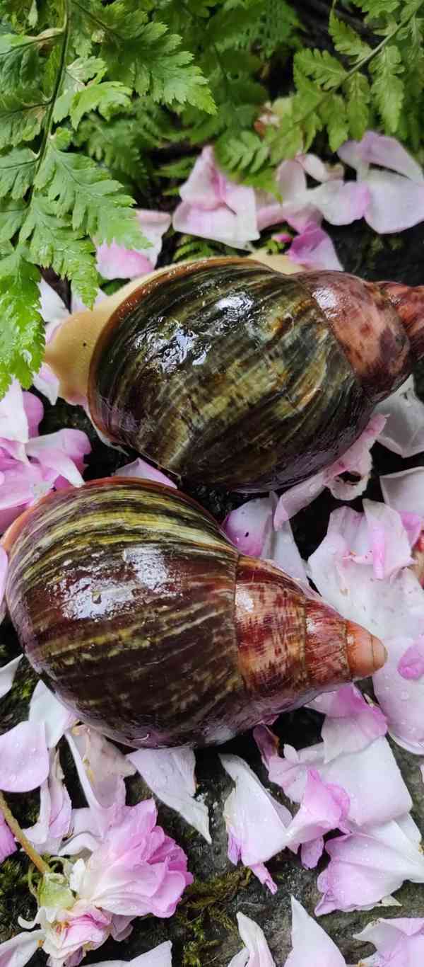 Archachatina rhohodostoma Benin albino body  a jiné šneky - foto 2