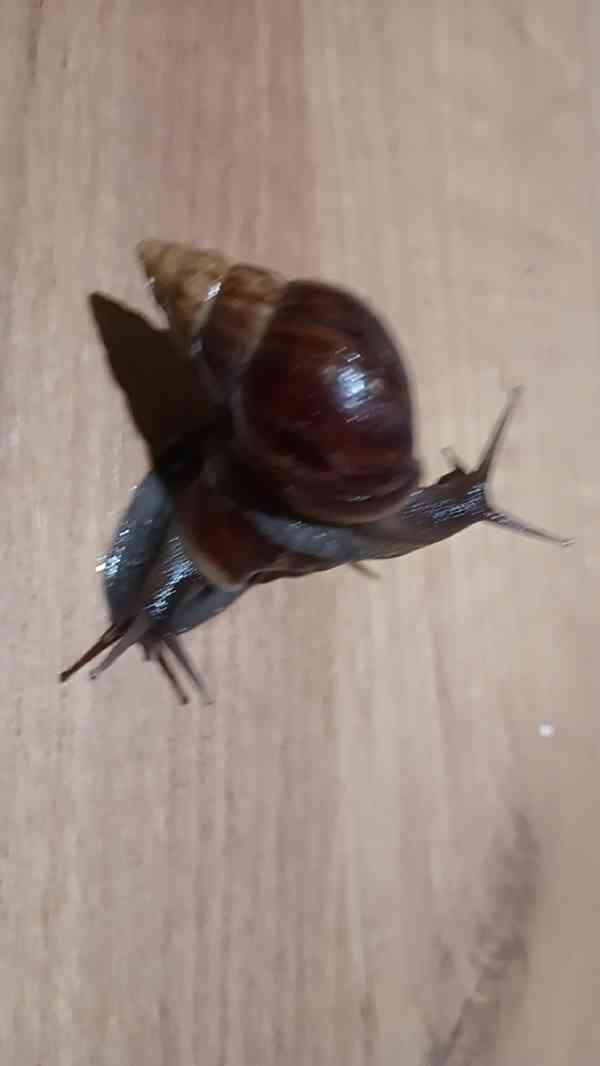 Archachatina rhohodostoma Benin albino body  a jiné šneky - foto 7