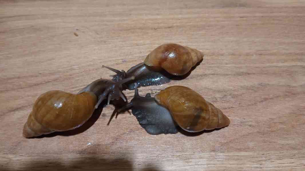 Archachatina rhohodostoma Benin albino body  a jiné šneky - foto 4