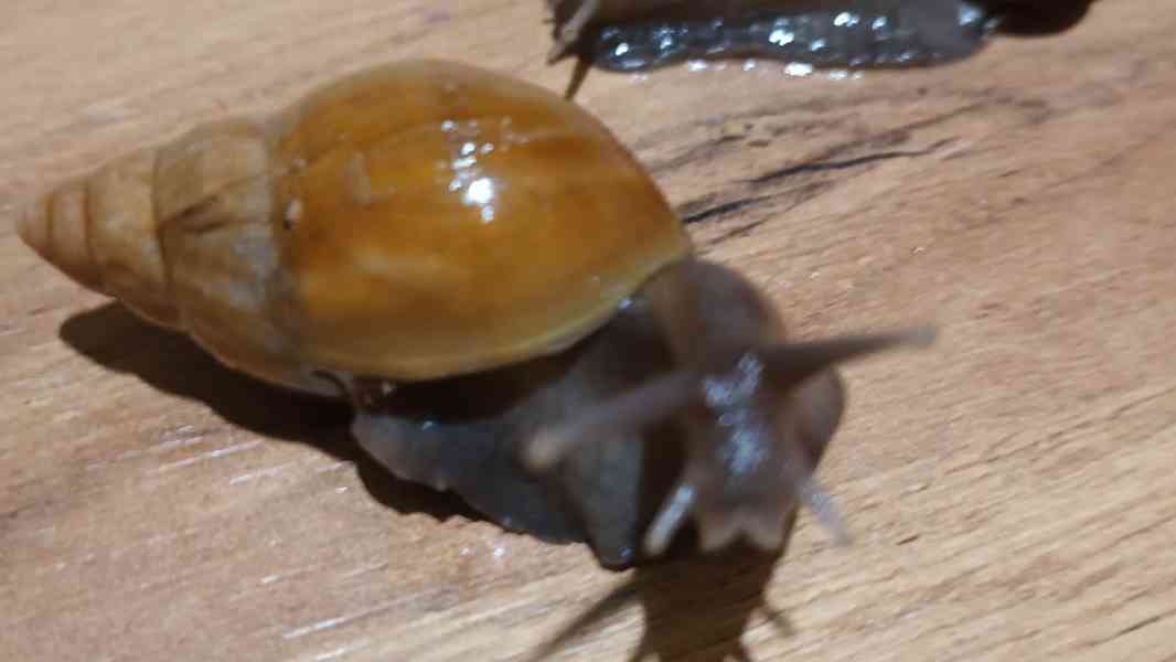 Archachatina rhohodostoma Benin albino body  a jiné šneky - foto 3