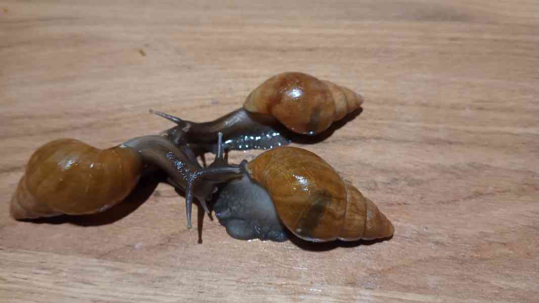 Archachatina rhohodostoma Benin albino body  a jiné šneky - foto 8