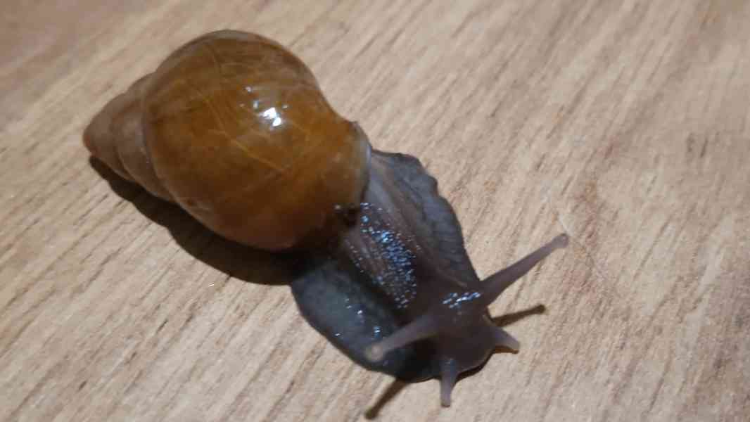Archachatina rhohodostoma Benin albino body  a jiné šneky - foto 9
