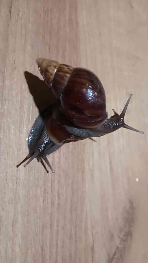 Archachatina rhohodostoma Benin albino body  a jiné šneky - foto 5