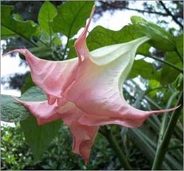 řízek Brugmansia Suaveolens - Andělská trumpeta - foto 1