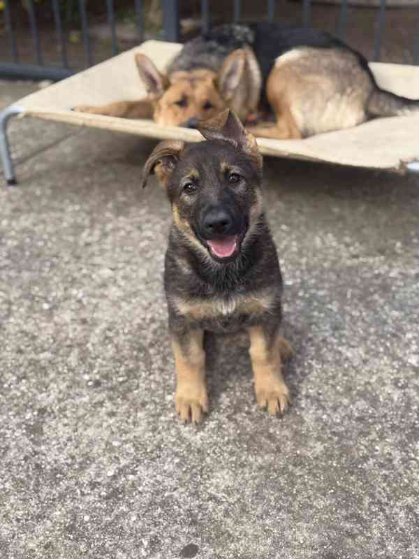 Registrovaná štěňata německého ovčáka - foto 1