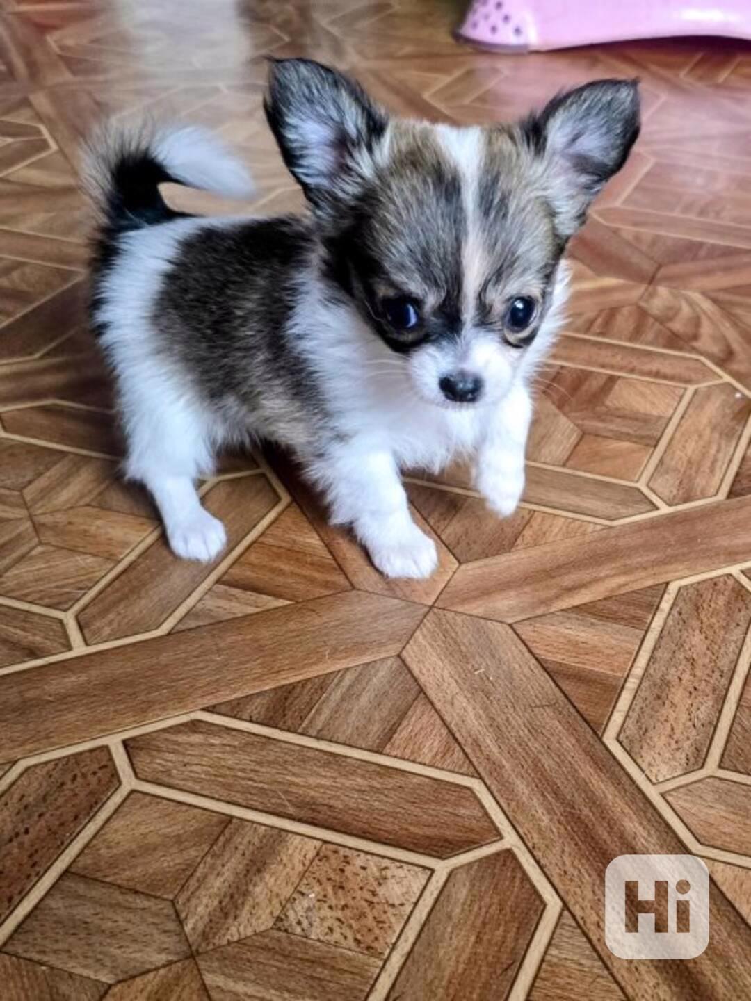 Štěňata čivavy, 11 týdnů stará - foto 1