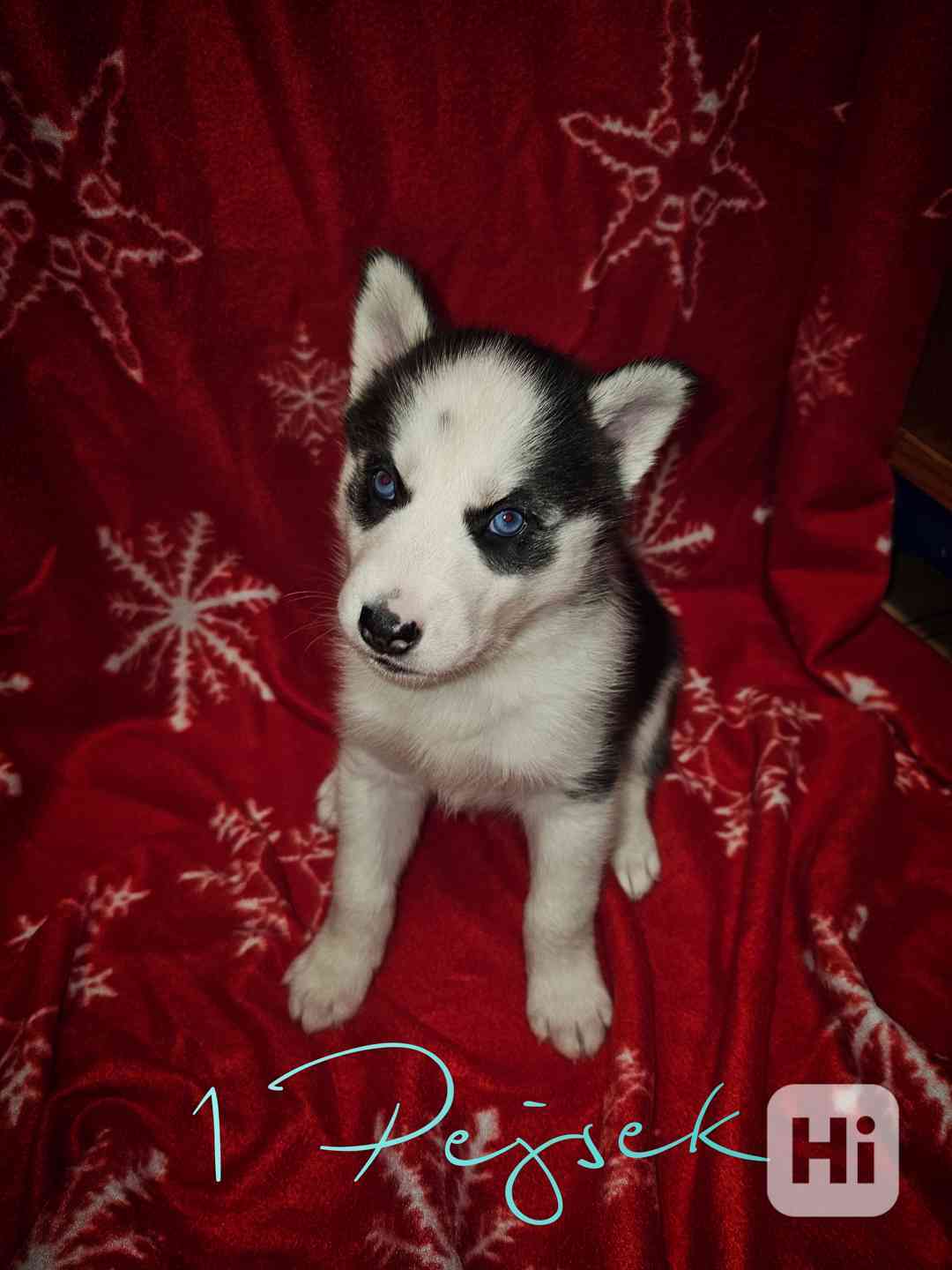 Sibiřský Husky štěňátka  - foto 1