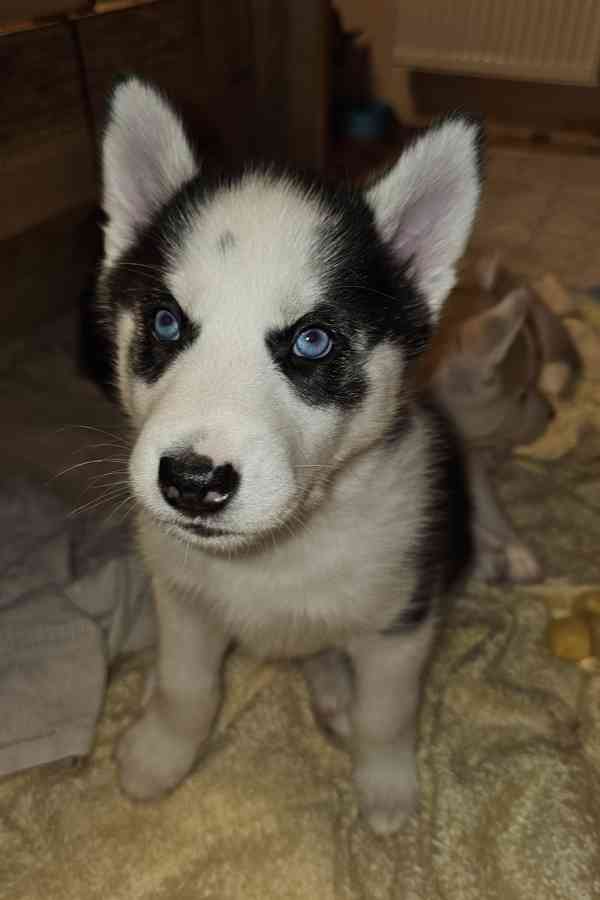 Sibiřský Husky štěňátka  - foto 14