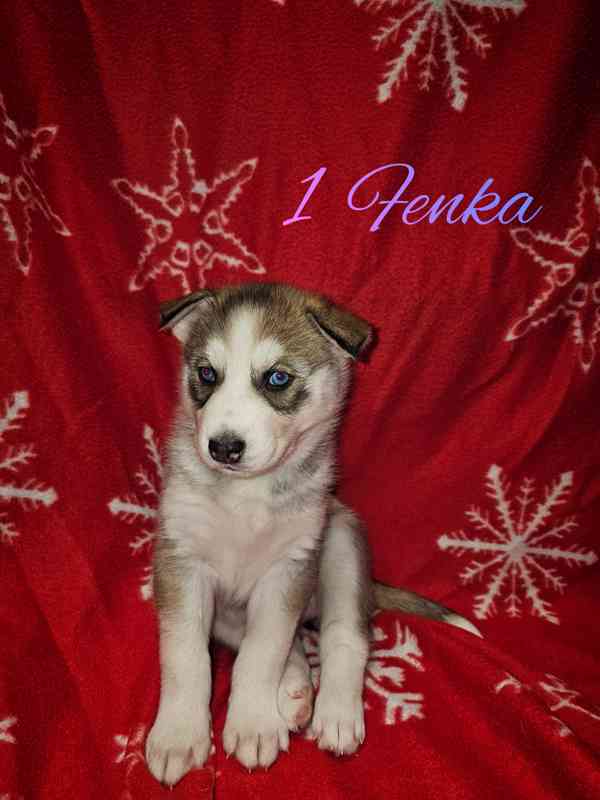Sibiřský Husky štěňátka  - foto 4