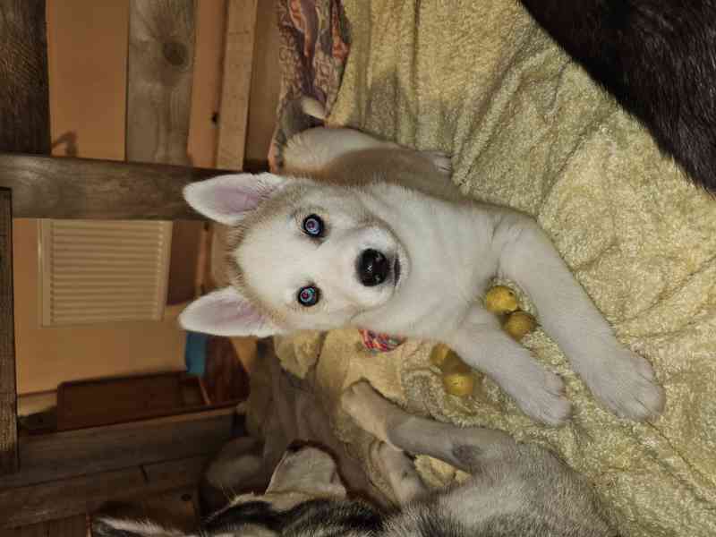 Sibiřský Husky štěňátka  - foto 15