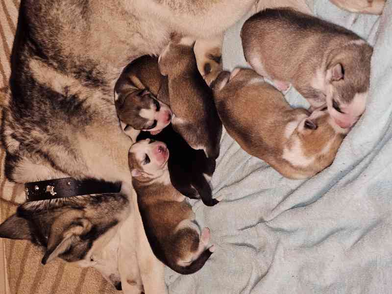 Sibiřský Husky štěňátka  - foto 9