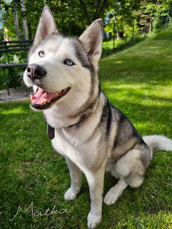 Sibiřský Husky štěňátka  - foto 11