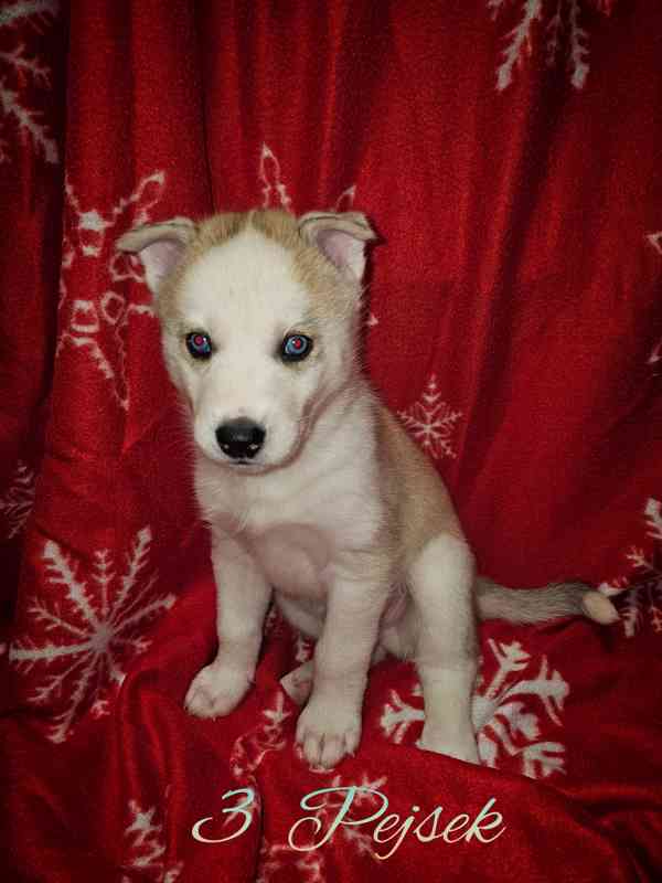 Sibiřský Husky štěňátka  - foto 3