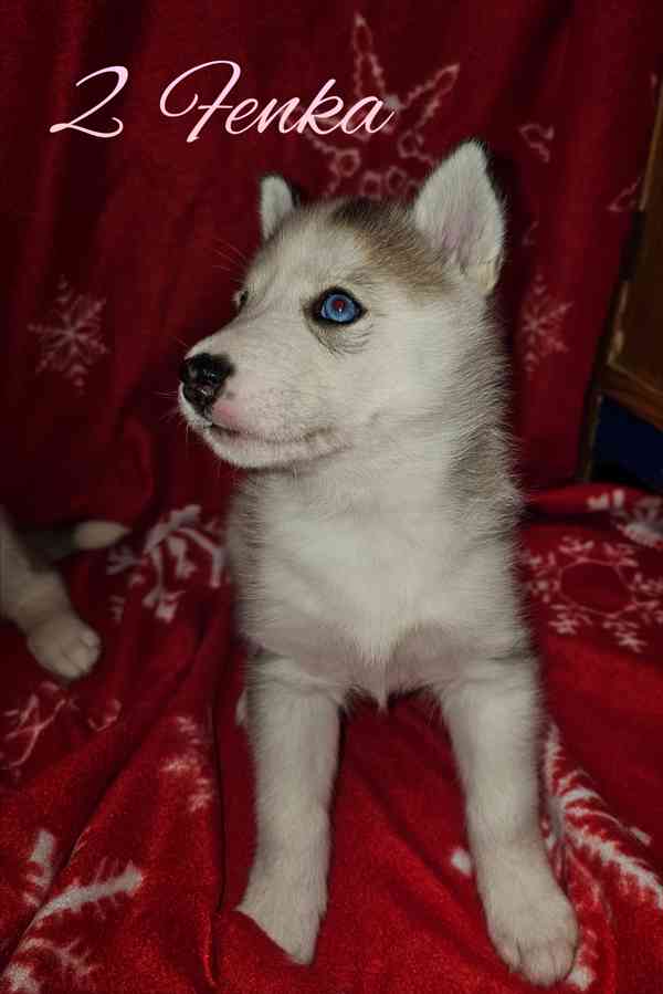 Sibiřský Husky štěňátka  - foto 5
