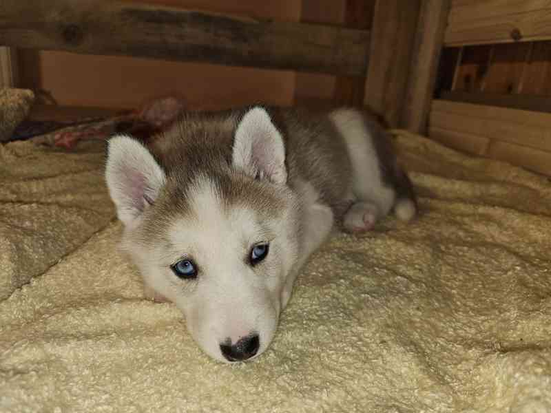 Sibiřský Husky štěňátka  - foto 13