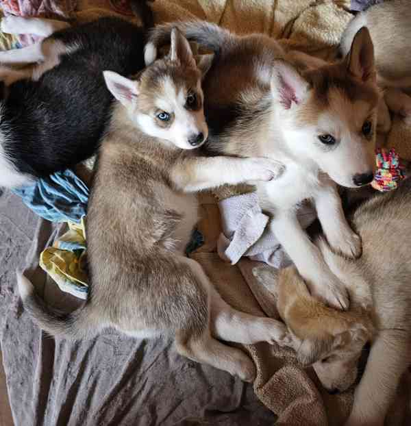 Sibiřský Husky štěňátka  - foto 8