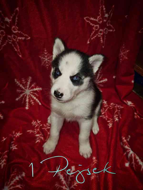 Sibiřský Husky štěňátka  - foto 1