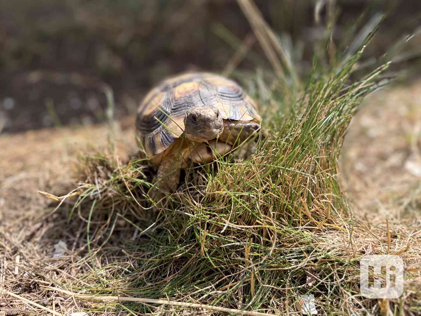 želva vroubená (Testudo marginata) - foto 1