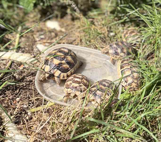 želva vroubená (Testudo marginata) - foto 5