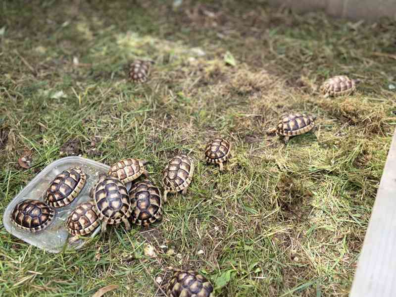 želva vroubená (Testudo marginata) - foto 7