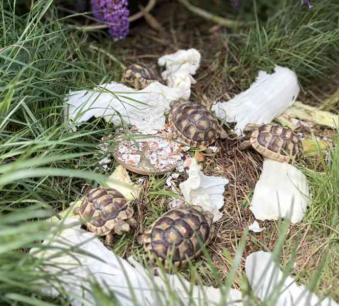 želva vroubená (Testudo marginata) - foto 6