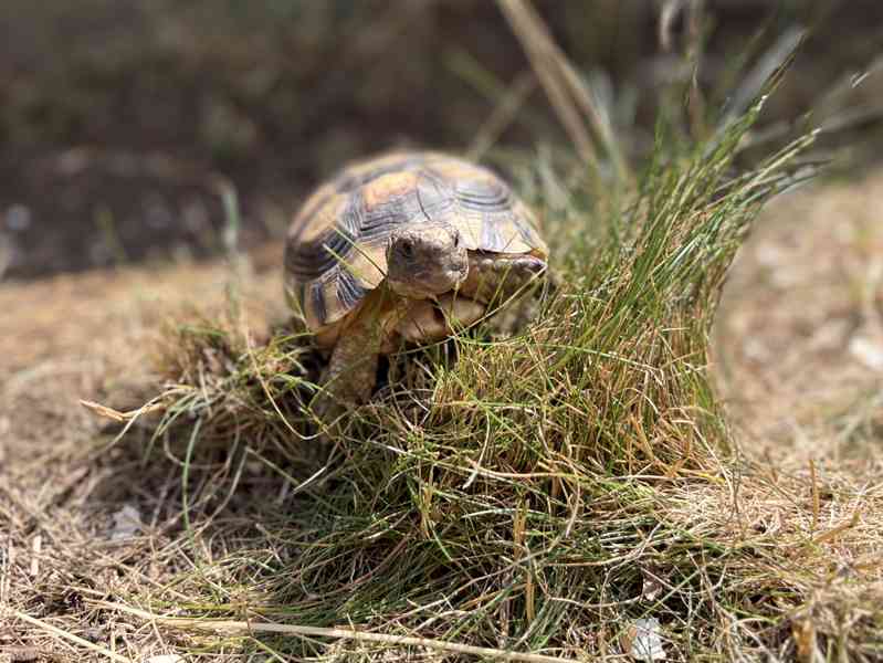 želva vroubená (Testudo marginata) - foto 1