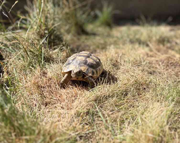 želva vroubená (Testudo marginata) - foto 2