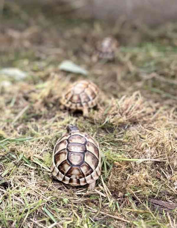 želva vroubená (Testudo marginata) - foto 4