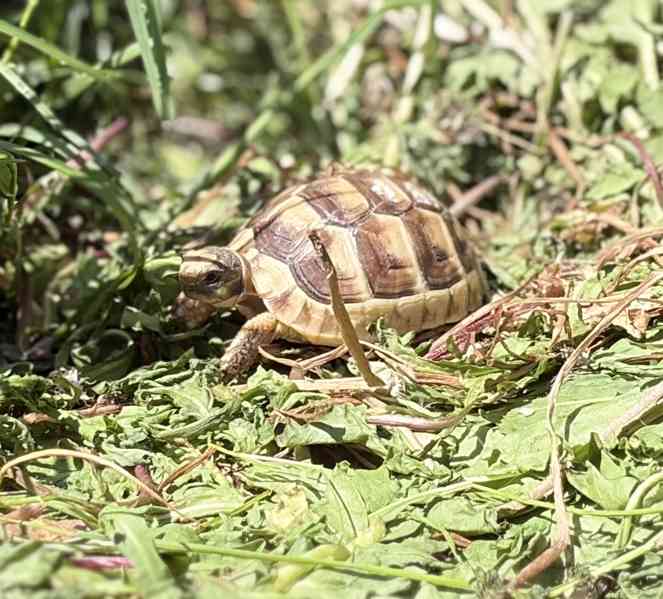 želva vroubená (Testudo marginata) - foto 8