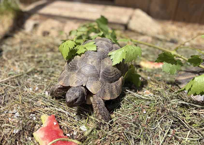 želva vroubená (Testudo marginata) - foto 3