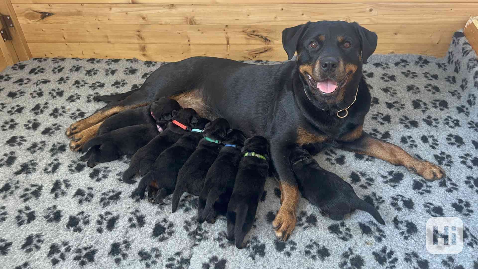 Rotvajler štěňata s PP - Rottweiler - štěně - foto 1