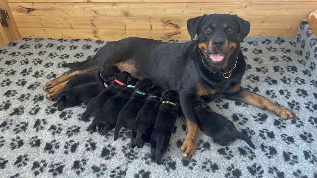 Rotvajler štěňata s PP - Rottweiler - štěně - foto 1