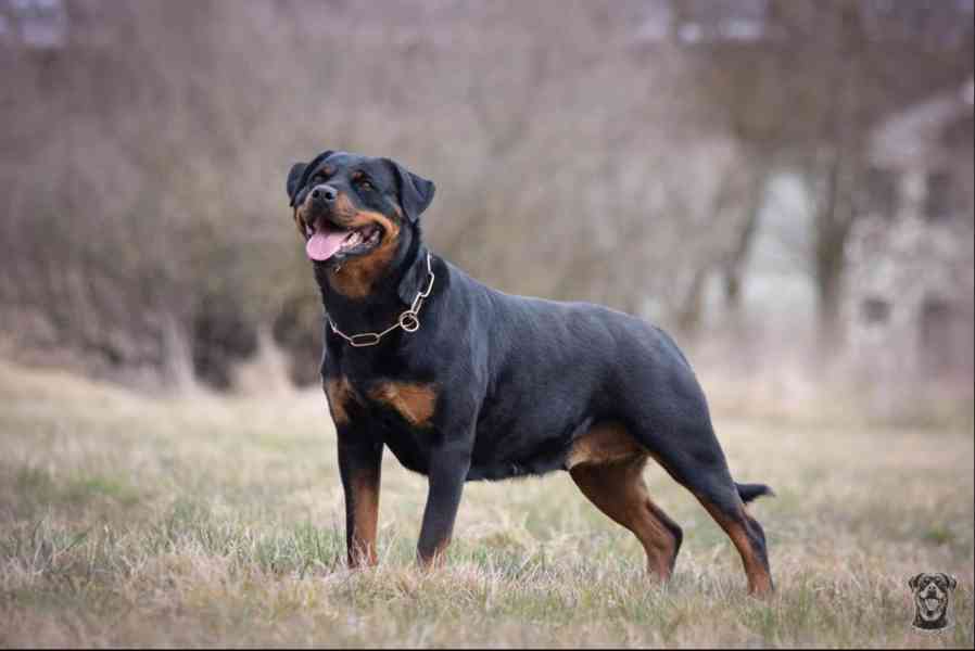 Rotvajler štěňata s PP - Rottweiler - štěně - foto 12