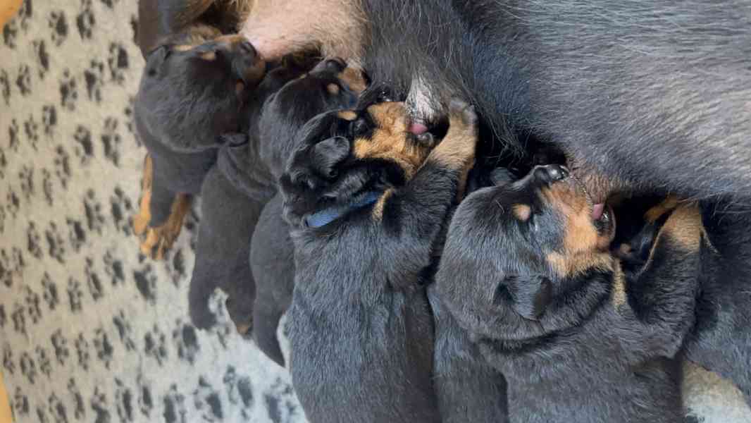 Rotvajler štěňata s PP - Rottweiler - štěně - foto 8