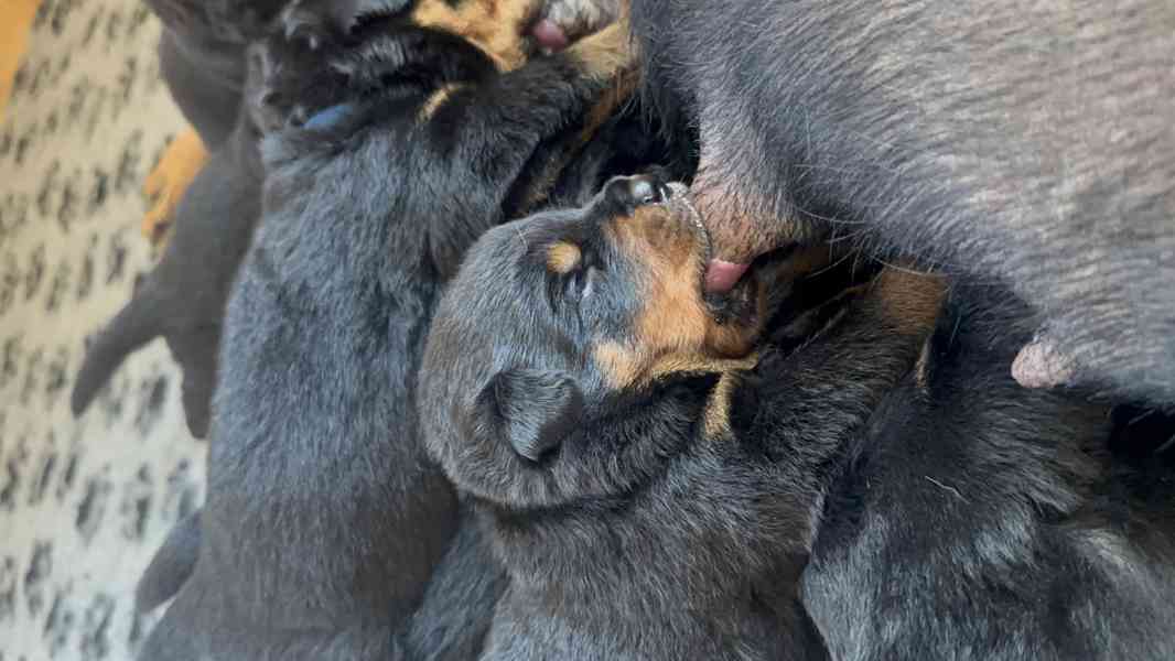 Rotvajler štěňata s PP - Rottweiler - štěně - foto 7