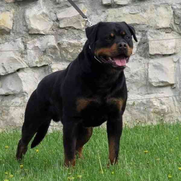 Rotvajler štěňata s PP - Rottweiler - štěně - foto 2