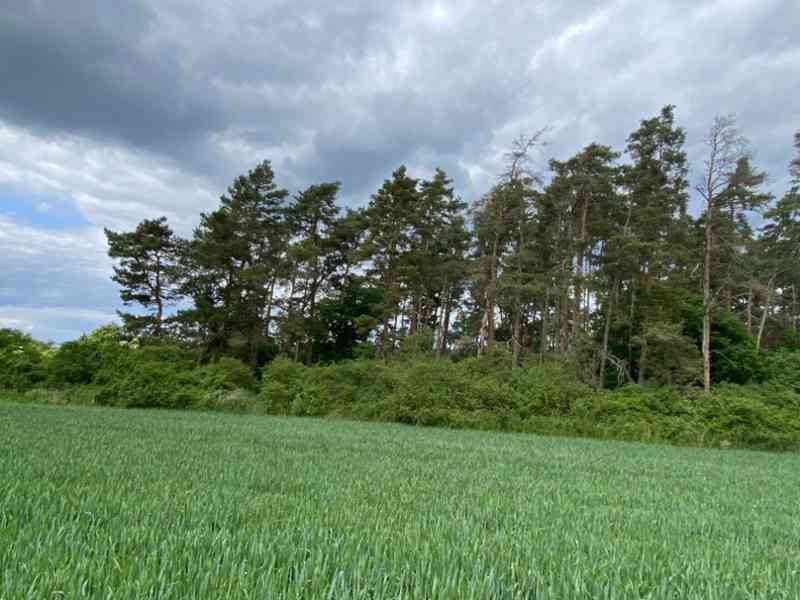 Lesní pozemek Lštění na Zubřinou - foto 2