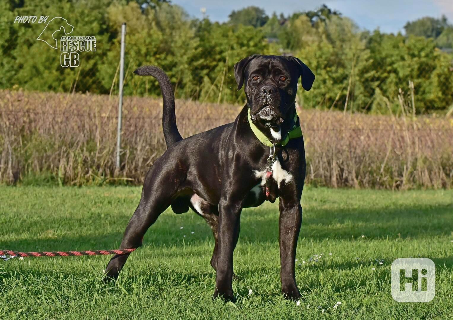 Darujeme nalezeného křížence bandoga - foto 1