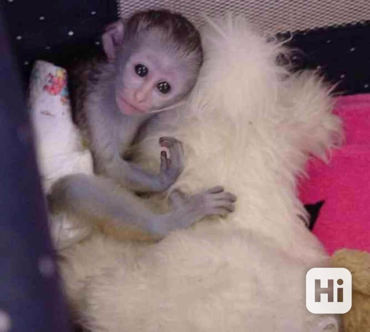 Přátelské kapucínské opice k adopci - foto 1