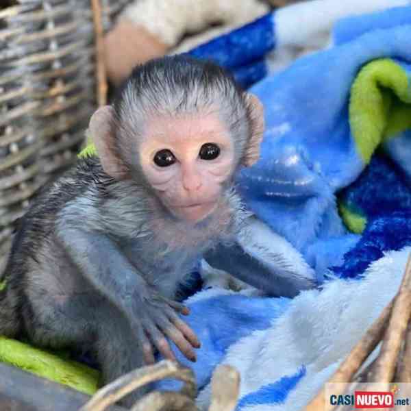 Socializovaná mláďata kapucínských opic na prodej