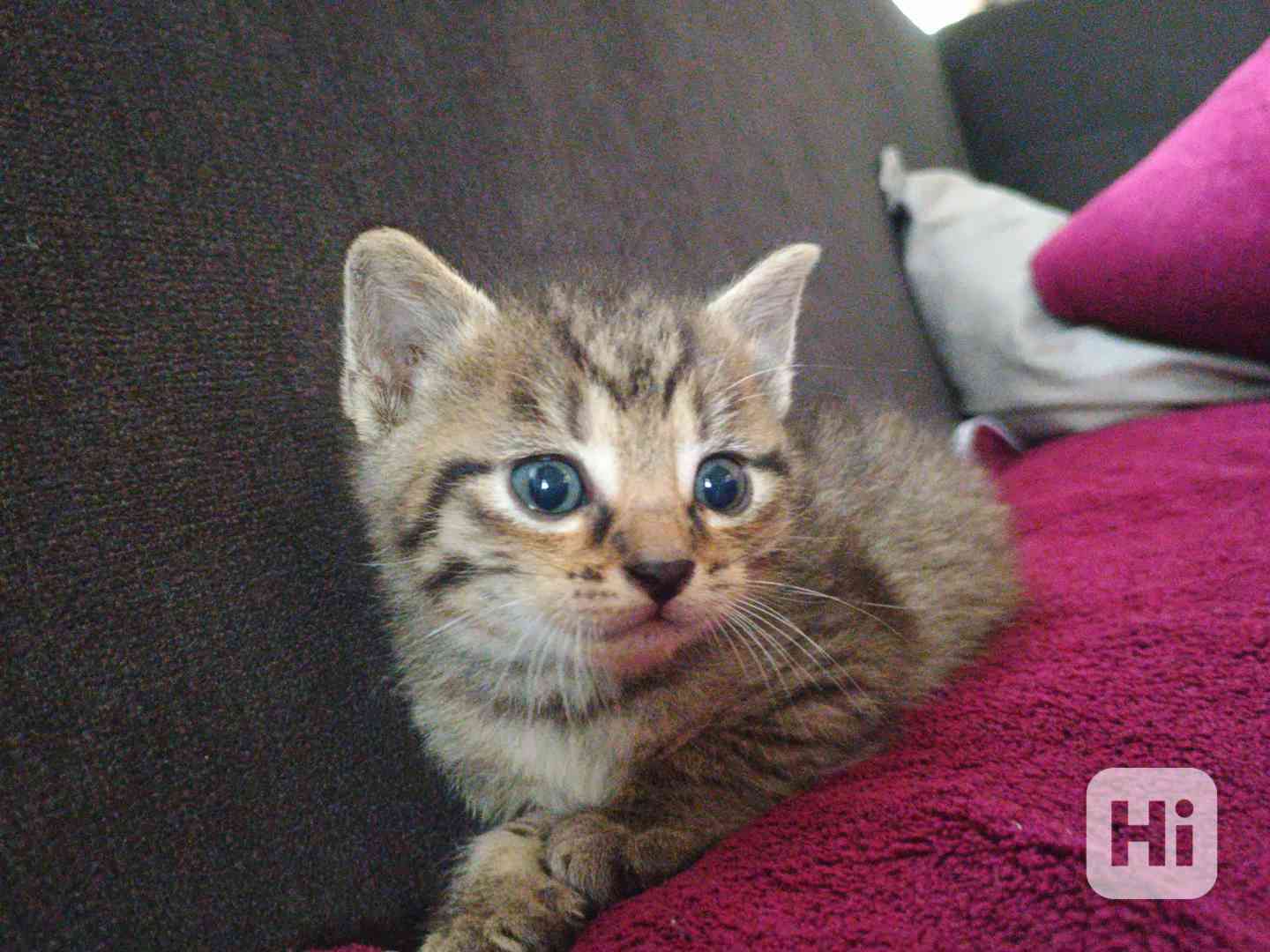 Koťata  - foto 1