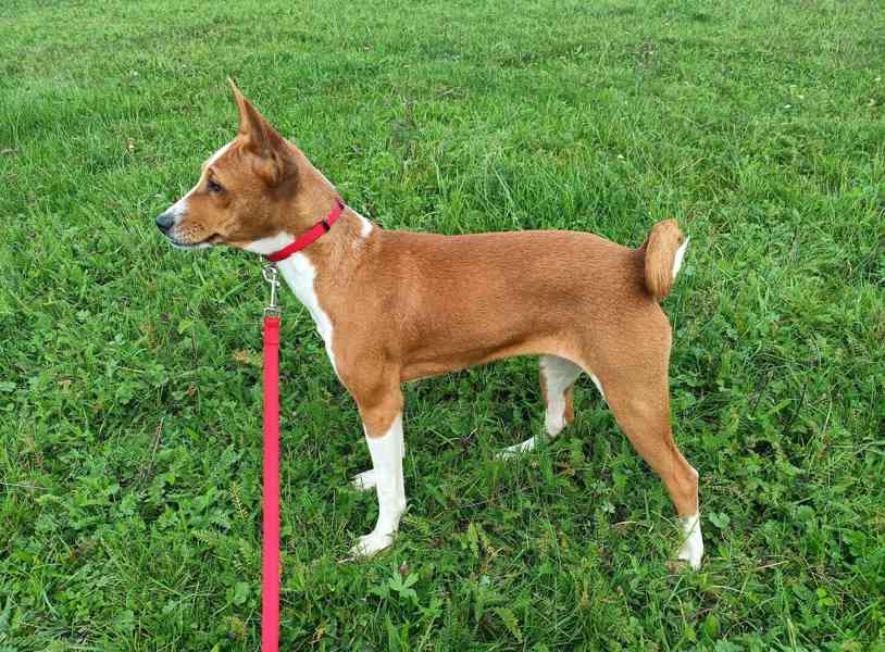 Basenji - prodám fenku bez pp - foto 2