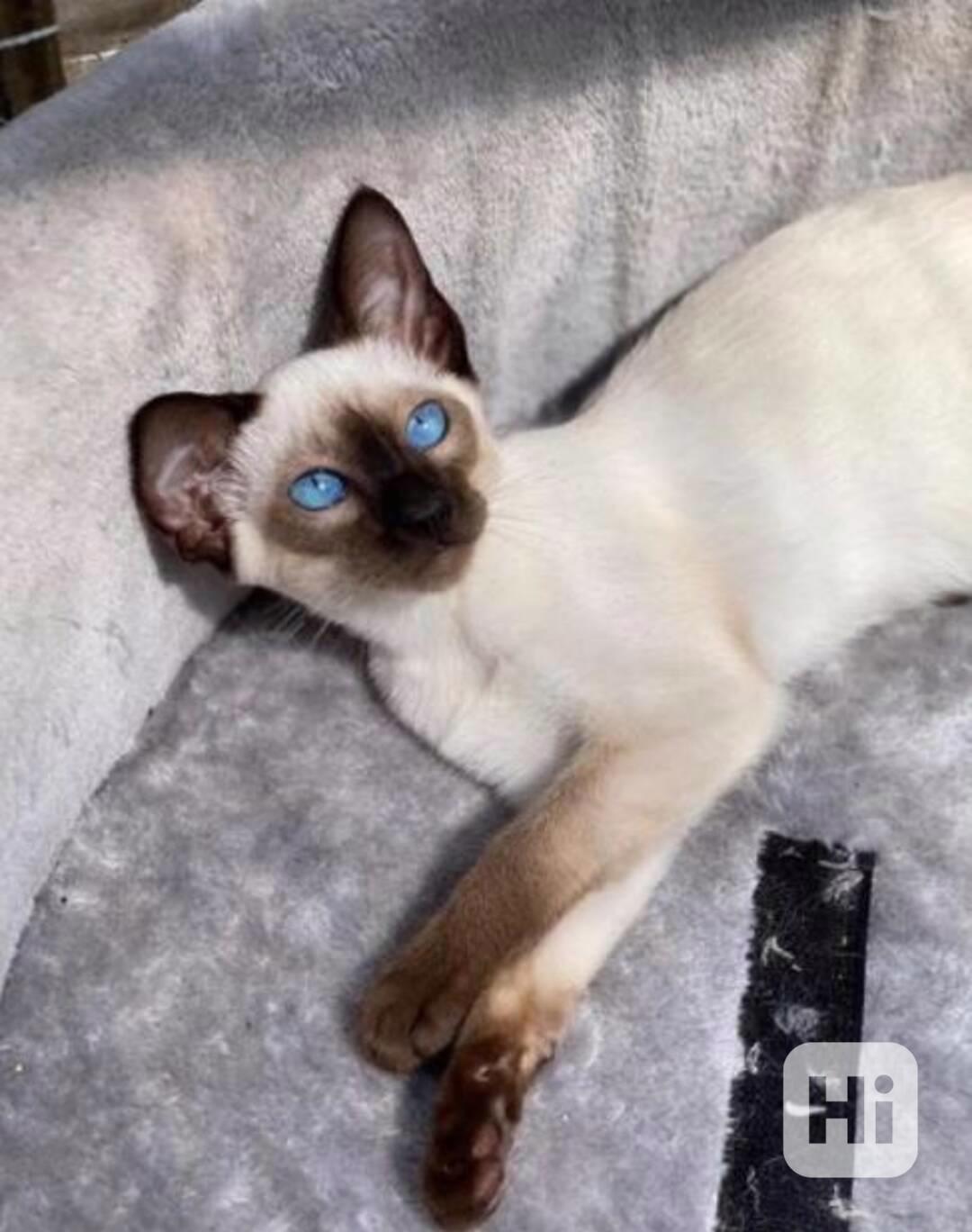 Siamská koťátka - foto 1