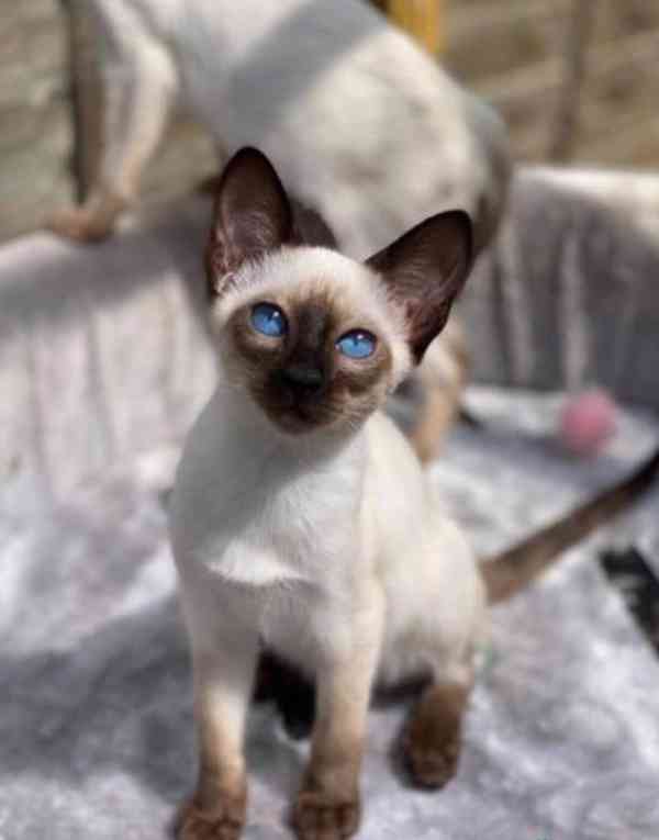 Siamská koťátka - foto 2