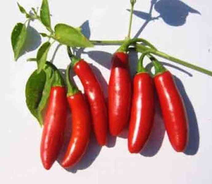 Sazenice Chilli Serrano Tampiqueno - foto 1