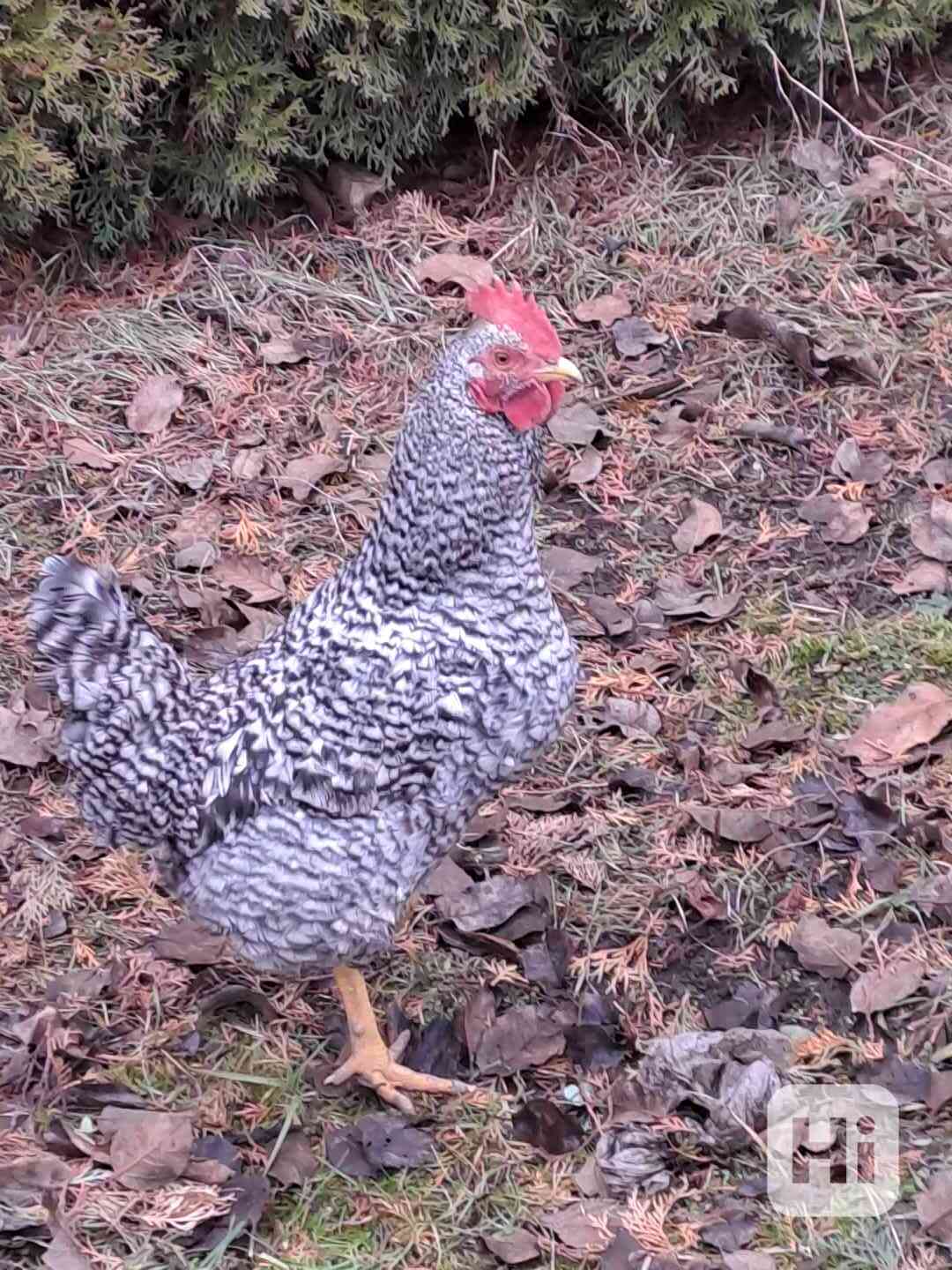 Prodám dva kropenaté kohouty - foto 1