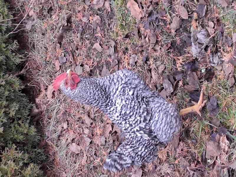 Prodám dva kropenaté kohouty - foto 1