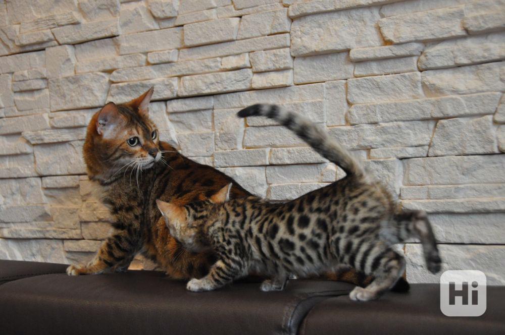 Roztomilá bengálská koťátka připravená do nového domova - foto 1
